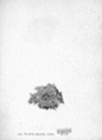 Hypogymnia physodes image